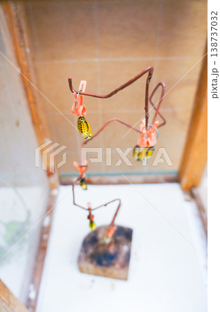 オオゴマダラのさなぎが洗濯ばさみになっているユニークな瞬間のクローズアップ 138737032