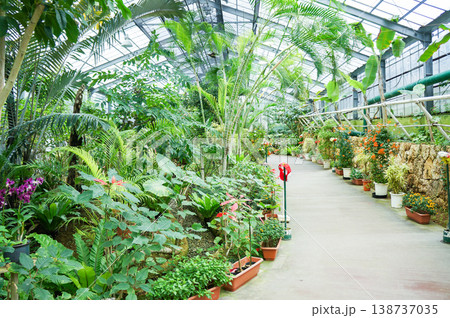 白いアスファルトの道が続く草花に覆われた琉宮城蝶々園ハウス内の緑豊かな風景 白いアスファルトの道が続く草花に覆われた琉宮城蝶々園ハウス内の緑豊かな風景 138737035