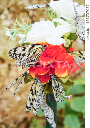 琉宮城蝶々園でカラフルな花の蜜を吸うオオゴマダラたちの羽ばたきが美しい瞬間の風景 138737037