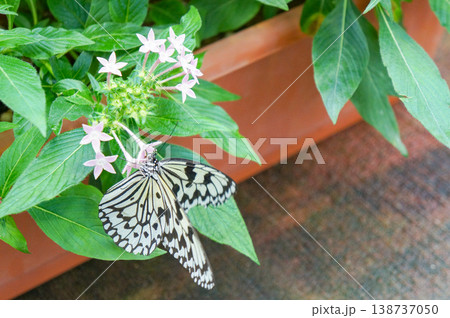 白い小さな花が咲いたプランターにとまるオオゴマダラ、一匹のチョウが広げた美しい白黒の羽模様 138737050