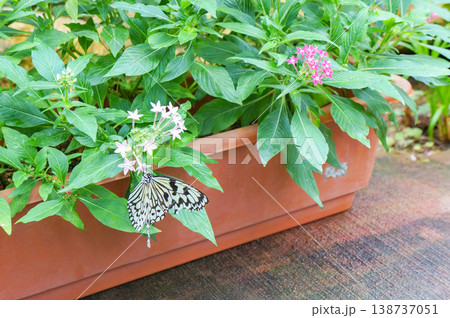 白い小さな花が咲いたプランターにとまるオオゴマダラ、一匹のチョウが広げた美しい白黒の羽模様 138737051