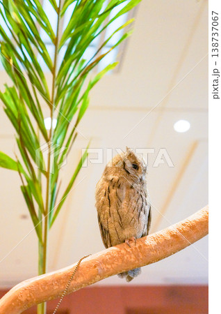 ホテルのロビーで枝にちょこんととまるかわいらしいフクロウ ホテルのロビーで枝にちょこんととまるかわいらしいフクロウ 138737067