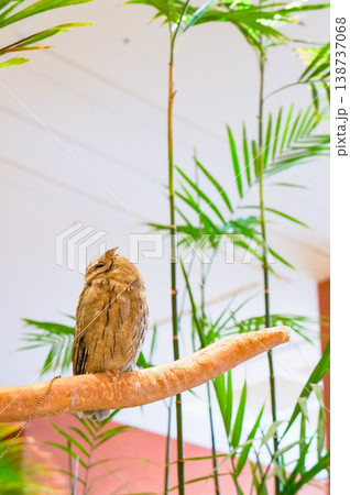 ホテルのロビーで枝にちょこんととまるかわいらしいフクロウ 138737068