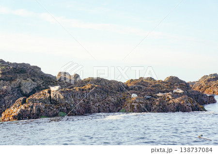 岩場で休む野生のアザラシたちとトフィーノの海岸風景 岩場で休む野生のアザラシたちとトフィーノの海岸風景 138737084
