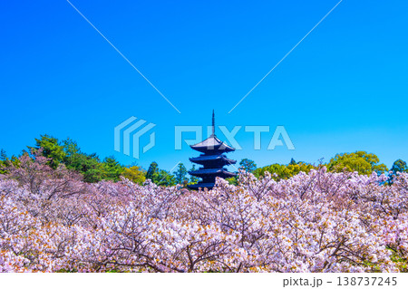 仁和寺の御室桜と五重塔 138737245