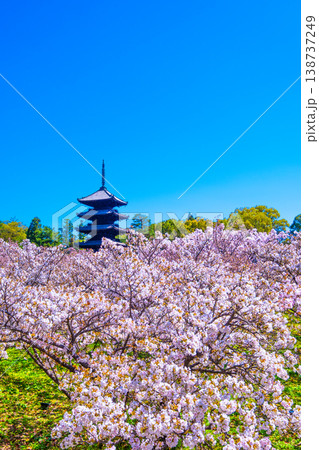 仁和寺の御室桜と五重塔 138737249