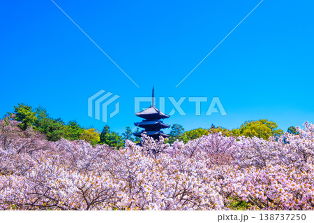 仁和寺の御室桜と五重塔 仁和寺の御室桜と五重塔 138737250