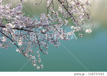大阪城公園のお濠の桜（2026年4月撮影） 138737281