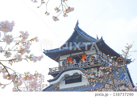 愛知県犬山市、犬山城と桜の風景 138737290