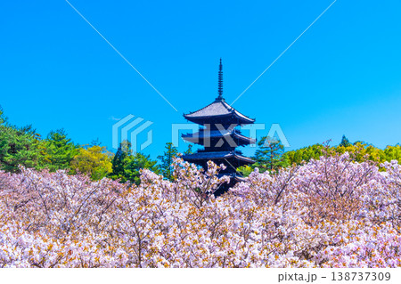 仁和寺の御室桜と五重塔 仁和寺の御室桜と五重塔 138737309