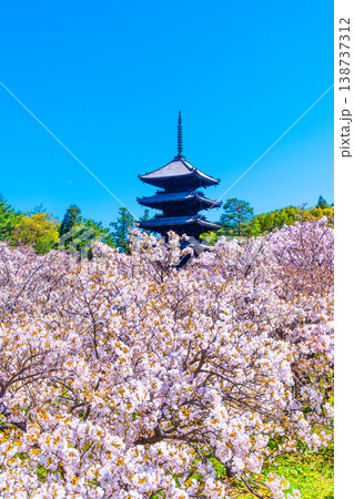 仁和寺の御室桜と五重塔 仁和寺の御室桜と五重塔 138737312