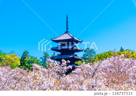 仁和寺の御室桜と五重塔 138737315