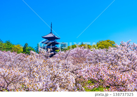 仁和寺の御室桜と五重塔 仁和寺の御室桜と五重塔 138737325