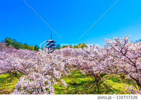 仁和寺の御室桜と五重塔 138737326