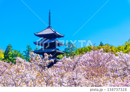 仁和寺の御室桜と五重塔 138737328
