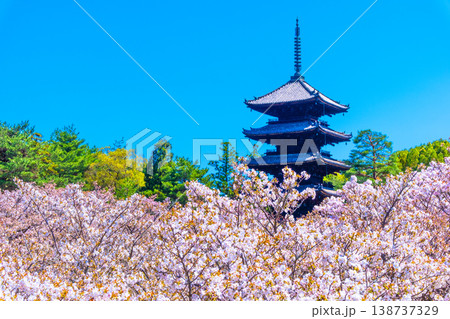 仁和寺の御室桜と五重塔 仁和寺の御室桜と五重塔 138737329