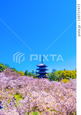 仁和寺の御室桜と五重塔 仁和寺の御室桜と五重塔 138737473