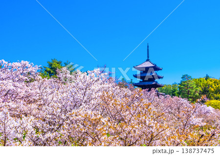 仁和寺の御室桜と五重塔 仁和寺の御室桜と五重塔 138737475