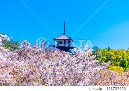 仁和寺の御室桜と五重塔 仁和寺の御室桜と五重塔 138737476