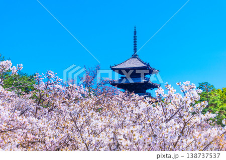 仁和寺の御室桜と五重塔 138737537