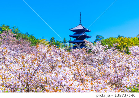 仁和寺の御室桜と五重塔 仁和寺の御室桜と五重塔 138737540