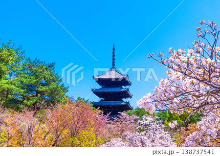 仁和寺の御室桜と五重塔 仁和寺の御室桜と五重塔 138737541