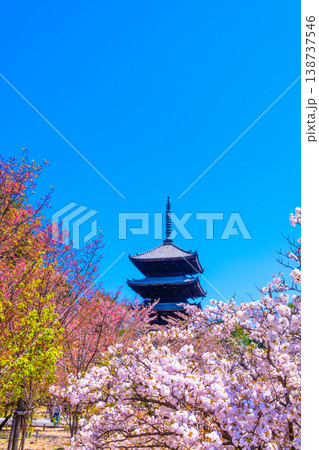 仁和寺の御室桜と五重塔 138737546