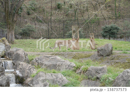 動物園のチーター 138737573