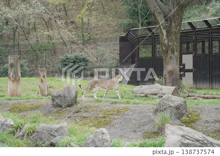動物園のチーター 138737574