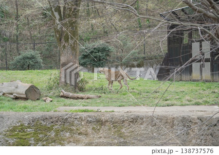 動物園のチーター 138737576