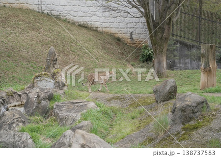 動物園のチーター 動物園のチーター 138737583