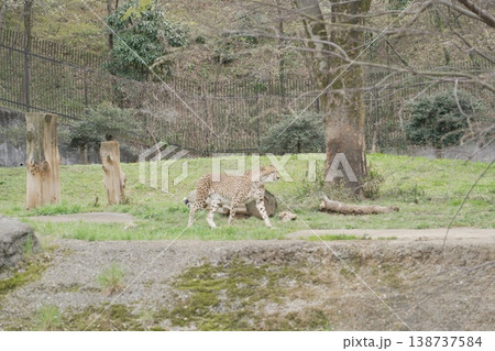 動物園のチーター 動物園のチーター 138737584