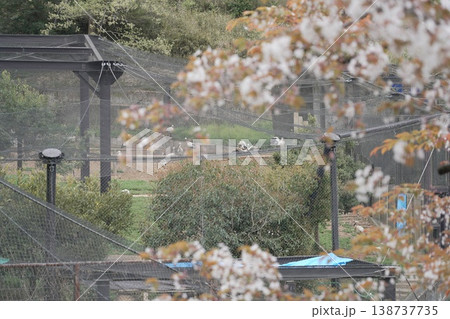 動物園のコウノトリ 動物園のコウノトリ 138737735