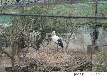 動物園のコウノトリ 動物園のコウノトリ 138737737