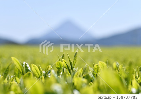 一番茶葉 一番茶葉 138737785
