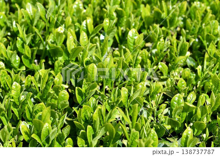 一番茶葉　 138737787