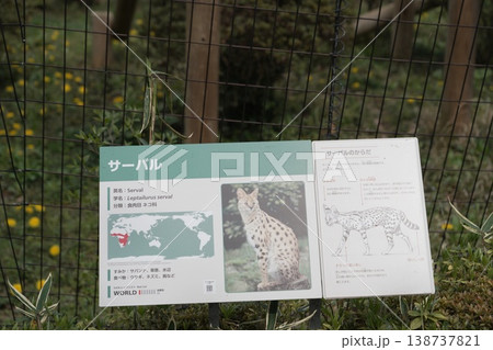多摩動物公園のサーバル 138737821