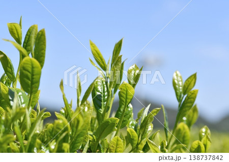 一番茶葉 一番茶葉 138737842