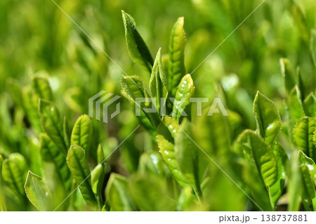 一番茶葉 一番茶葉 138737881