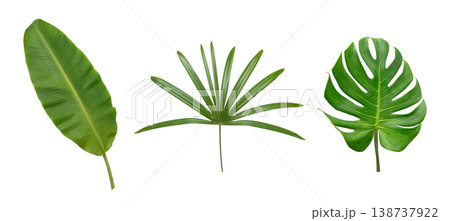 Banana and Monstera green leaf isolated on whte background. Banana and Monstera green leaf isolated on whte background. 138737922