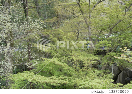 新緑に包まれた庭園 新緑に包まれた庭園 138738099