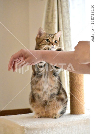 ハイタッチで挨拶する猫 138738110