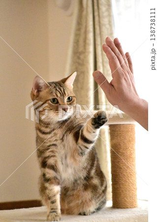 ハイタッチで挨拶する猫 ハイタッチで挨拶する猫 138738111