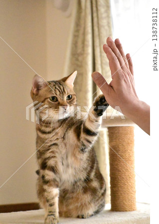 ハイタッチで挨拶する猫 138738112