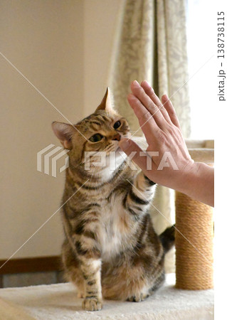 ハイタッチで挨拶する猫 ハイタッチで挨拶する猫 138738115