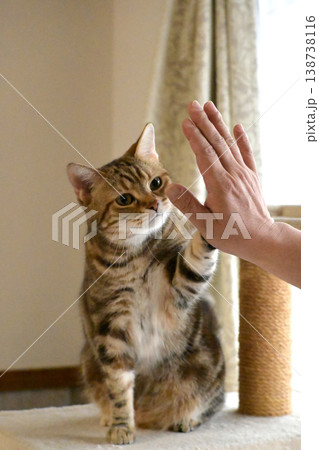 ハイタッチで挨拶する猫 138738116