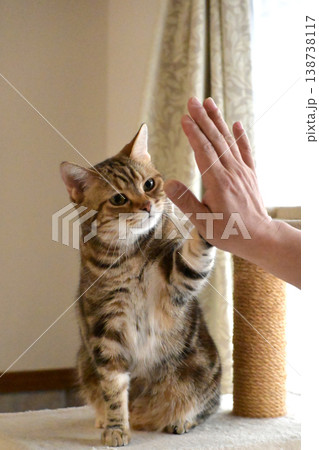 ハイタッチで挨拶する猫 138738117