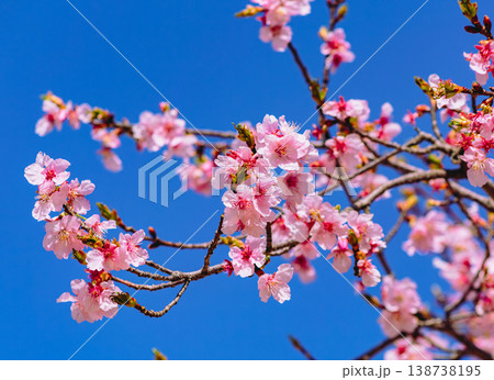 青空に映える河津桜 青空に映える河津桜 138738195