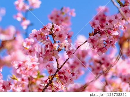 青空に映える河津桜 青空に映える河津桜 138738222