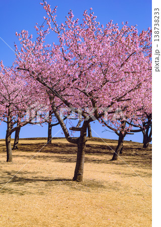 早春の公園に咲く河津桜 早春の公園に咲く河津桜 138738233